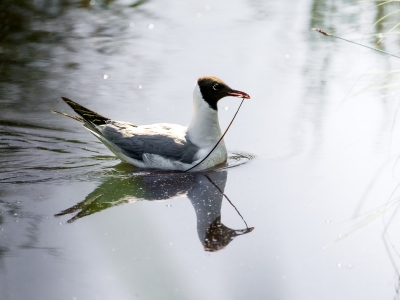 Chroicocephalus Ridibundus — Mézières-en-Brenne — 60 × 40 cm