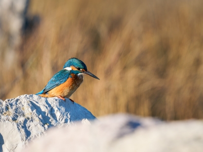 Alcedo Atthis — 20251205 — 70 × 50 cm