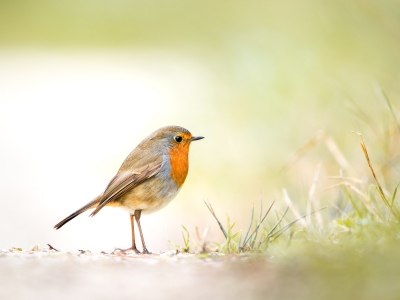 European Robin in 20251201 — 60 × 40 cm