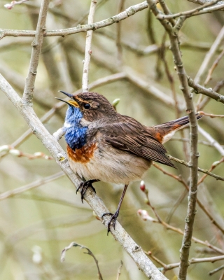 Luscinia Svecica — Congis-sur-Thérouanne