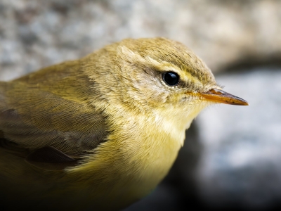 Phylloscopus Trochilus — Tignes — 60 × 40 cm