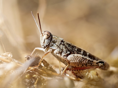 Calliptamus Italicus — Cheny