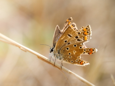 Common Blue Butterfly in Venoy — 60 × 40 cm