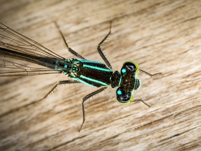 Ischnura Elegans — Mézières-en-Brenne — 60 × 40 cm