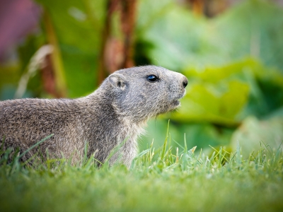Marmota Marmota — 20250811 — 40 × 30 cm