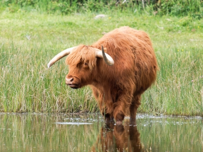 Boeuf Highland & Ardea Ibi — 20250518 — 70 × 50 cm