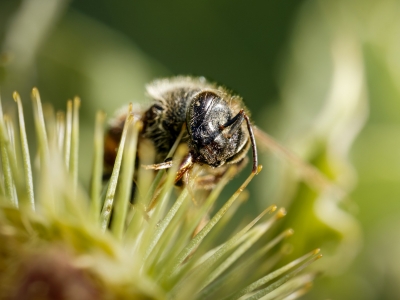 Apis Mellifera — Cheny 