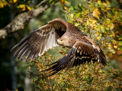 Aquila Chrysaetos — 20251014 — 60 × 40 cm