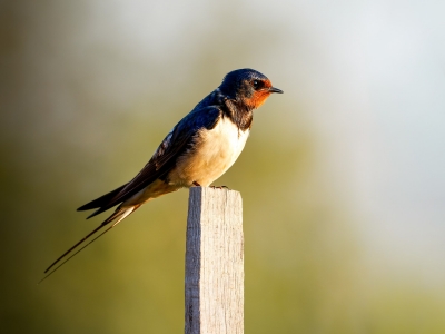 Hirundo Rustica — Rosnay — 40 × 30 cm
