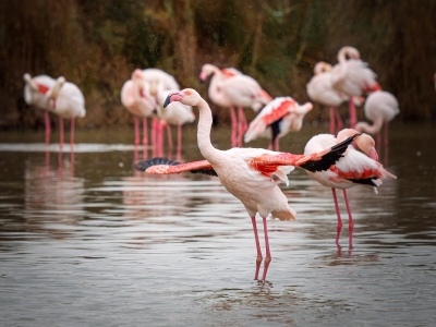 Phoenicopterus Roseus — 20251201 — 60 × 40 cm