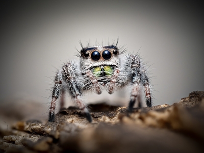 Daenerys — Phidippus regius Bahamas — 40 × 30 cm