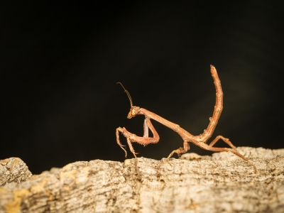 Popa Spurca — 20251115-2025-11-15 — 60 × 40 cm