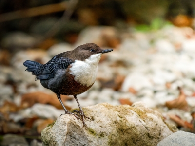 White-throated Dipper in Menétrux-en-Joux — 40 × 30 cm