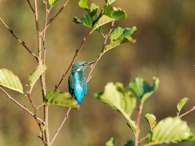 Alcedo Atthis 03 — Vergigny — 40 × 30 cm
