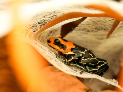 Ranitomeya Fantastica — 20251115-2025-11-15 — 40 × 30 cm