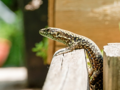 Podarcis Muralis — 20250521 — 70 × 50 cm