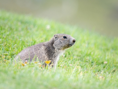 Marmota Marmota — 20250811 — 40 × 30 cm