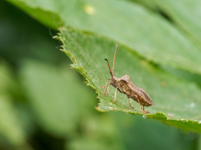 Coreus Marginatus — 20250601 — 70 × 50 cm