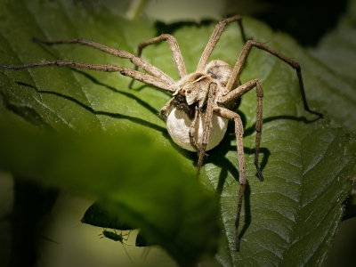 Pisaura Mirabilis — 20250516 — 60 × 40 cm