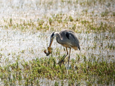 Grey Heron in Rosnay — 70 × 50 cm