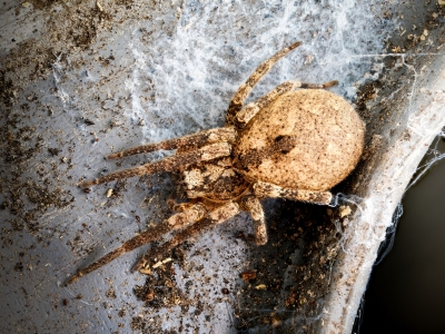 Zoropsis Spinimana — Joigny