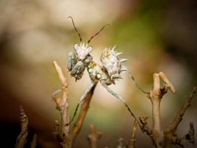Pseudocreobotra Lestoni — 70 × 50 cm