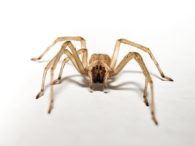 Cheiracanthium Mildei — Gentilly — 40 × 30 cm