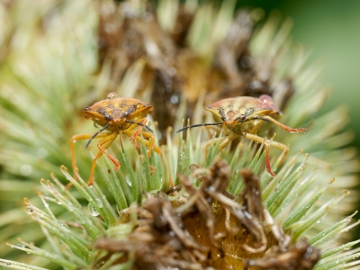 Carpocoris Purpureipennis — 20250720 — 40 × 30 cm