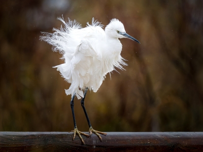 Egretta Garzetta — 20251201 — 60 × 40 cm