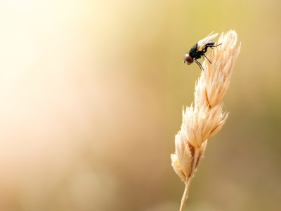 Phasia Pusilla — Venoy — 60 × 40 cm