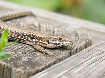 Podarcis Muralis — 20250521 — 40 × 30 cm