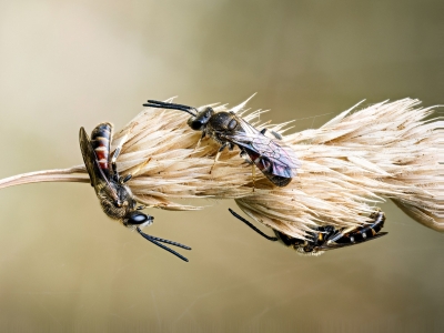Lasioglossum Calceatum — Cheny — 40 × 30 cm