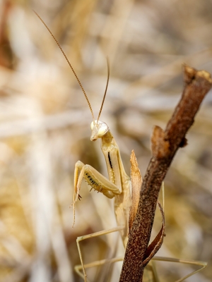 European Praying Mantis in Venoy — 50 × 70 cm