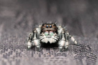 Landscape of 20250124,25-Jade Phidippus Regius Apalachicola — 60 × 40 cm
