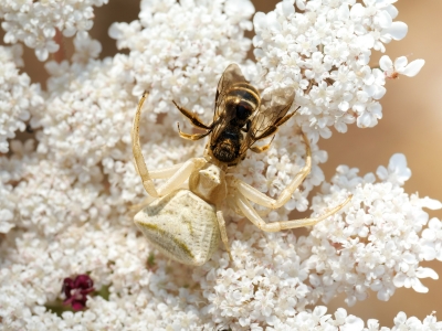 Misumena Vatia X Apis Mellifera — Venoy — 70 × 50 cm