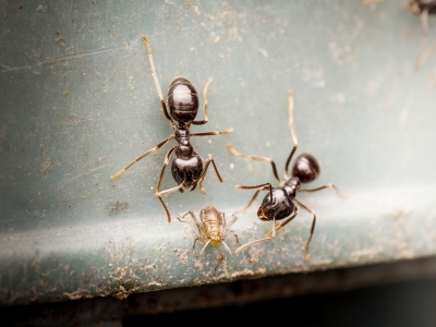Lasius Fuliginosus — Joigny
