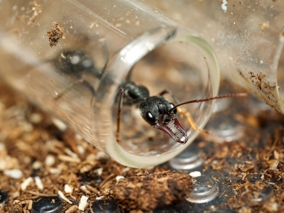 Myrmecia Pyriformis — 20251115-2025-11-15 — 70 × 50 cm