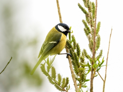 Parus Major — Congis-sur-Thérouanne 