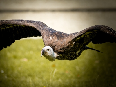 Gyps Fulvus — 20251014 — 70 × 50 cm