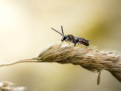 Lasioglossum Calceatum — Cheny — 60 × 40 cm
