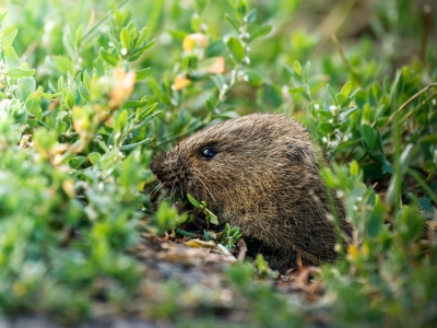 Common Vole in Les Planches-en-Montagne — 40 × 30 cm