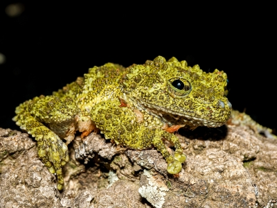 Theloderma Corticale — 20251115-2025-11-15 — 40 × 30 cm