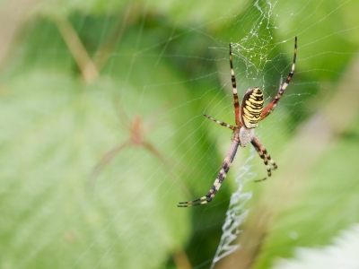 Wasp Spider in 20250722 — 70 × 50 cm