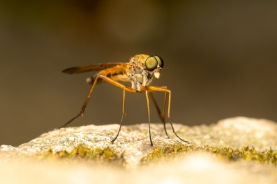 Rhagio Tringarius — 20250519 — 70 × 50 cm