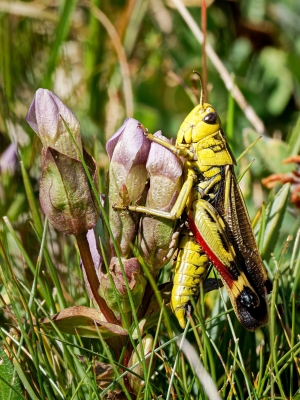 Arcyptera Fusca — 20250811 — 50 × 70 cm