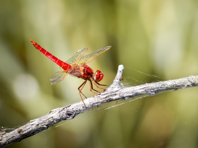 Crocothemis Erythraea — Saint-Michel-en-Brenne — 40 × 30 cm