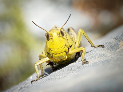 Arcyptera Fusca — 20250811 — 70 × 50 cm