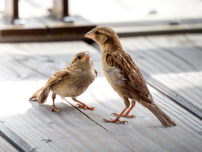 House Sparrow in Tignes — 70 × 50 cm