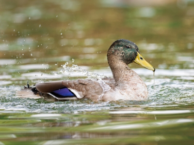 Anas Platyrhynchos — Bois de Boulognes — 40 × 30 cm
