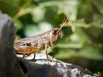 Pseudochorthippus Parallelus — 20250811 — 40 × 30 cm
